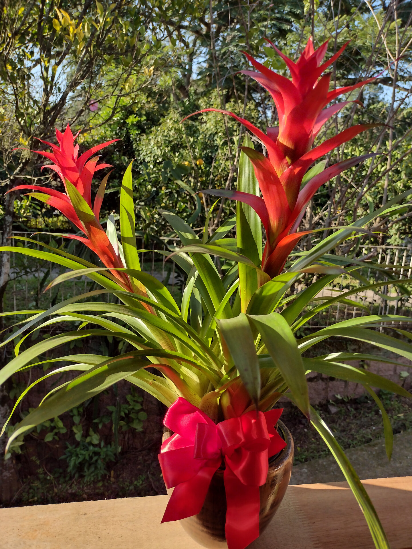 Bromélia da Guzmania - Floricultura Mil Flores